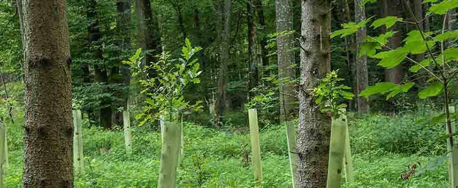 Carbon Offsetting Banner