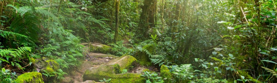 Forest banner